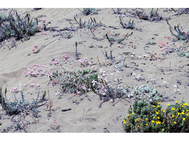 Eriogonum latifolium (Seaside buckwheat) #52758