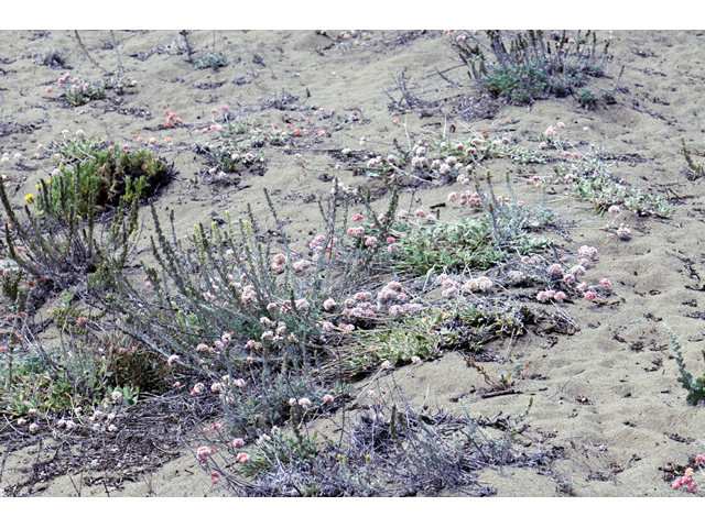 Eriogonum latifolium (Seaside buckwheat) #52759