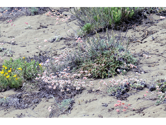 Eriogonum latifolium (Seaside buckwheat) #52760