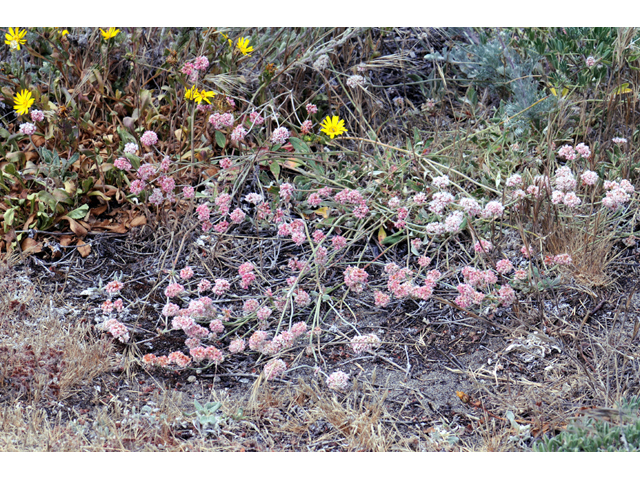 Eriogonum latifolium (Seaside buckwheat) #52762