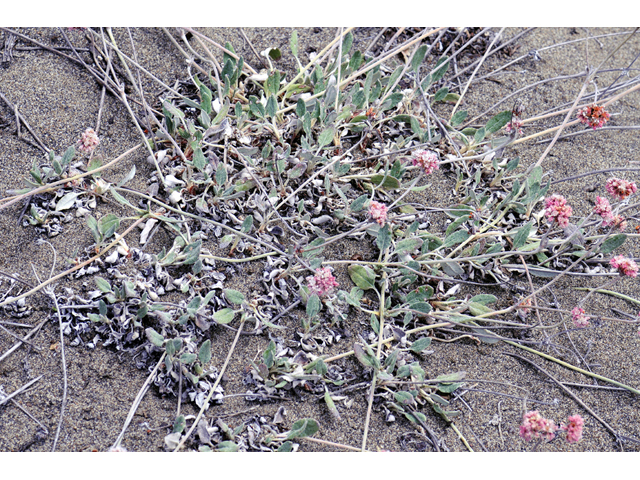 Eriogonum latifolium (Seaside buckwheat) #52763