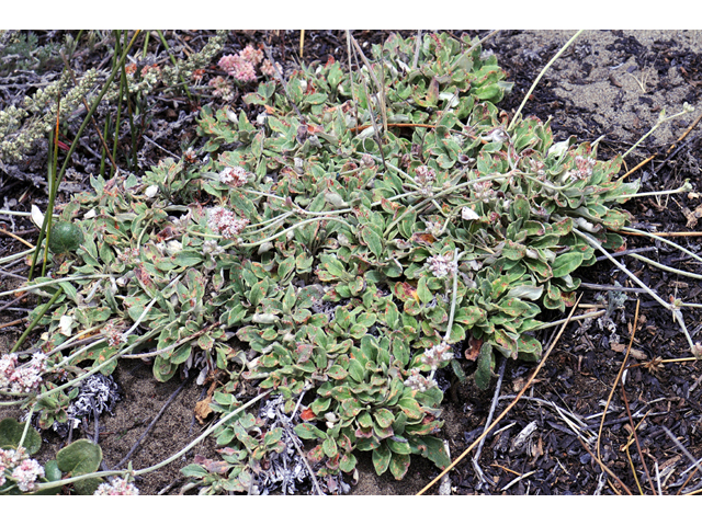 Eriogonum latifolium (Seaside buckwheat) #52764