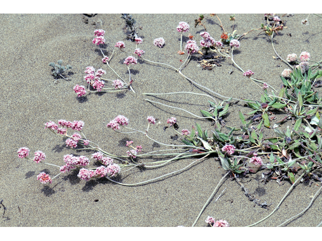 Eriogonum latifolium (Seaside buckwheat) #52765