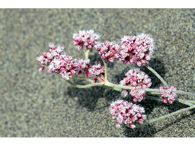 Eriogonum latifolium (Seaside buckwheat) #52766