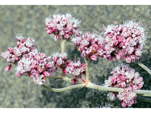 Eriogonum latifolium (Seaside buckwheat) #52767