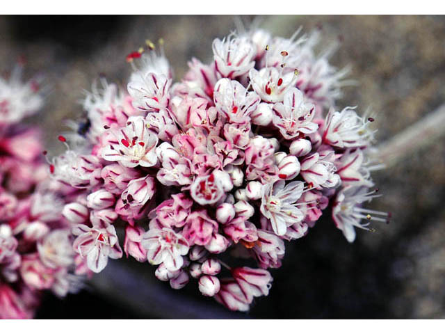 Eriogonum latifolium (Seaside buckwheat) #52769