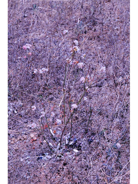 Eriogonum latifolium (Seaside buckwheat) #52773