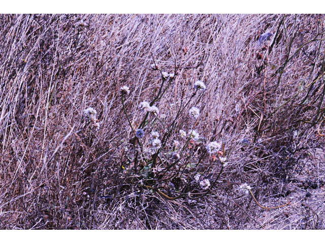 Eriogonum latifolium (Seaside buckwheat) #52774