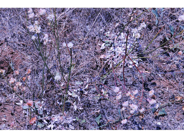 Eriogonum latifolium (Seaside buckwheat) #52775