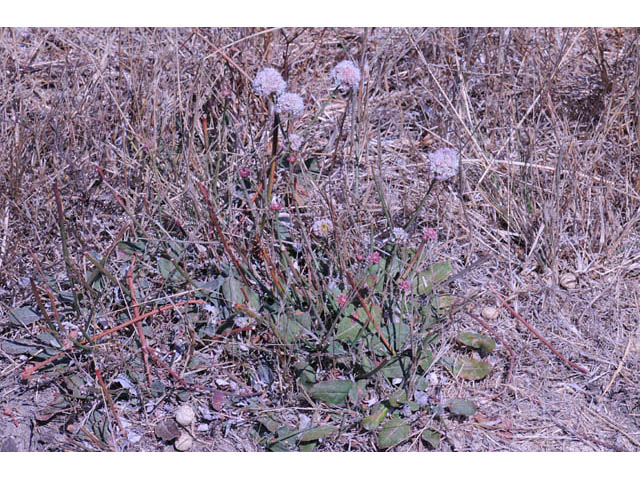 Eriogonum latifolium (Seaside buckwheat) #52776