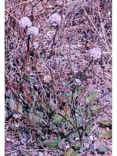Eriogonum latifolium (Seaside buckwheat) #52777