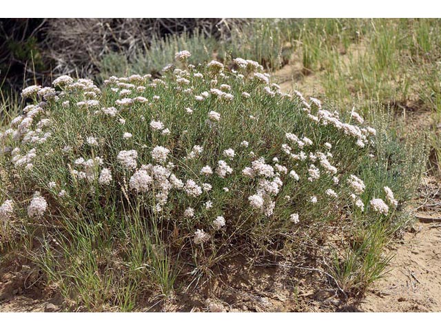 Eriogonum leptophyllum (Slenderleaf buckwheat) #52808