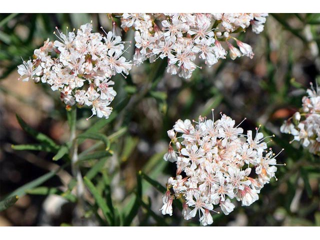 Eriogonum leptophyllum (Slenderleaf buckwheat) #52815