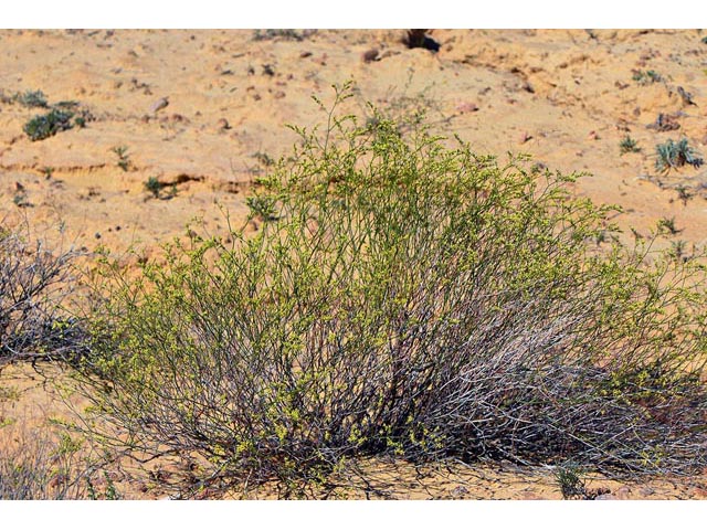 Eriogonum leptocladon var. leptocladon (Sand buckwheat) #52826