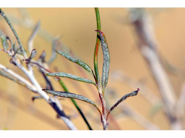 Eriogonum leptocladon (Sand buckwheat) #52866