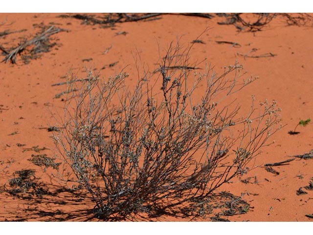 Eriogonum leptocladon var. ramosissimum (Sand buckwheat) #52868