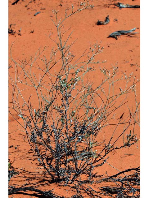 Eriogonum leptocladon var. ramosissimum (Sand buckwheat) #52871