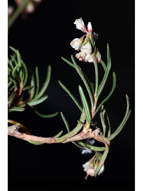 Eriogonum leptophyllum (Slenderleaf buckwheat) #52904