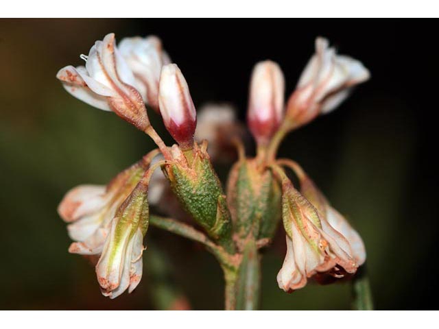 Eriogonum leptophyllum (Slenderleaf buckwheat) #52909