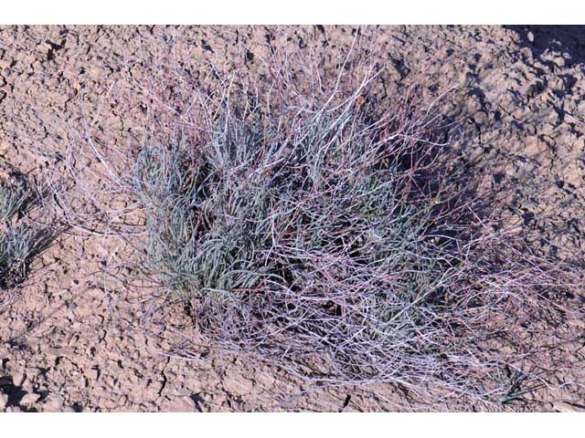 Eriogonum lonchophyllum (Spearleaf buckwheat) #52914