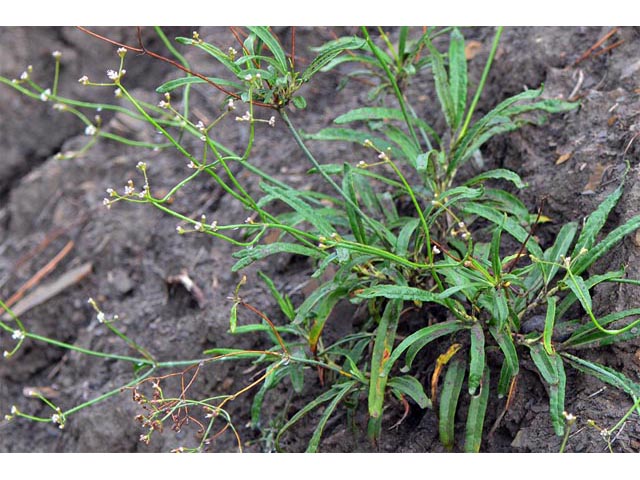 Eriogonum lonchophyllum (Spearleaf buckwheat) #52918