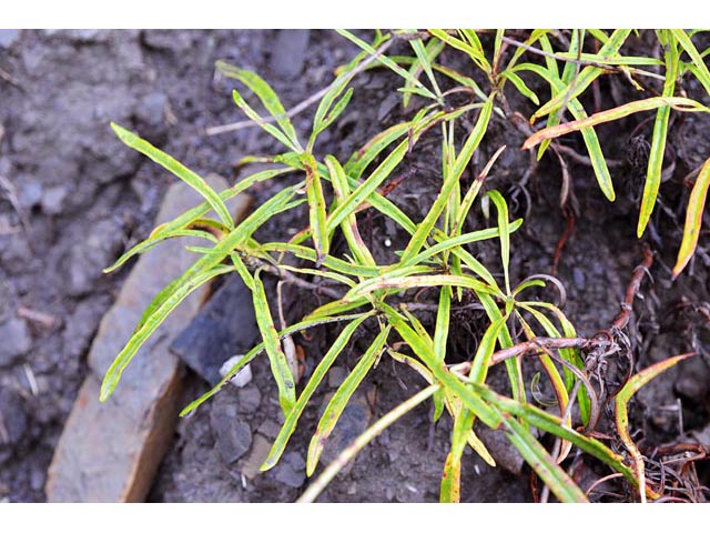 Eriogonum lonchophyllum (Spearleaf buckwheat) #52925