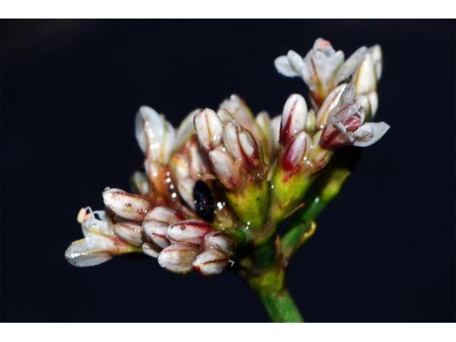 Eriogonum lonchophyllum (Spearleaf buckwheat) #52928
