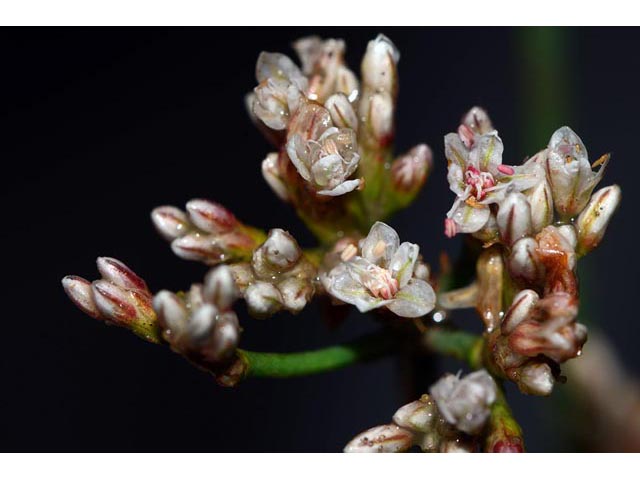Eriogonum lonchophyllum (Spearleaf buckwheat) #52932