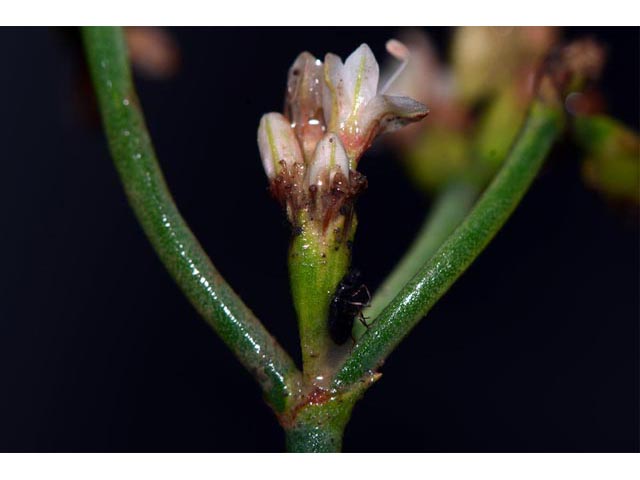 Eriogonum lonchophyllum (Spearleaf buckwheat) #52936