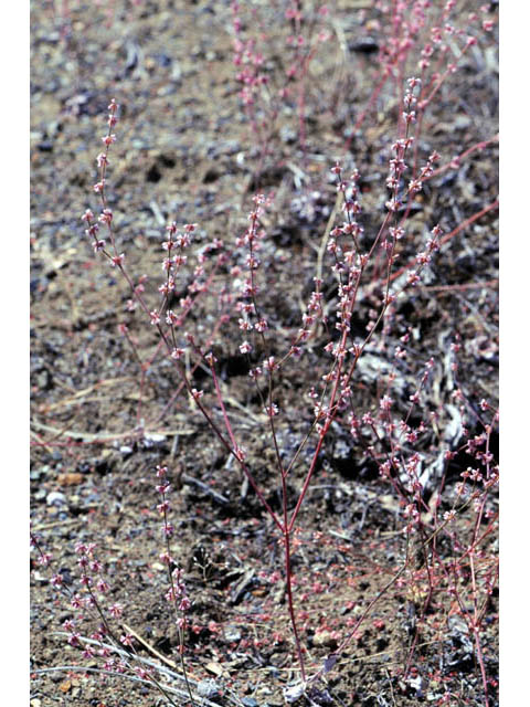 Eriogonum luteolum (Goldencarpet buckwheat) #52950