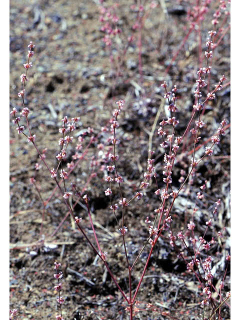 Eriogonum luteolum (Goldencarpet buckwheat) #52951