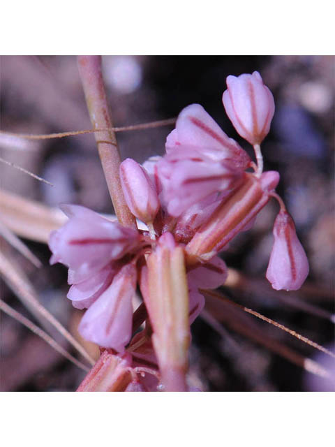 Eriogonum luteolum (Goldencarpet buckwheat) #52954