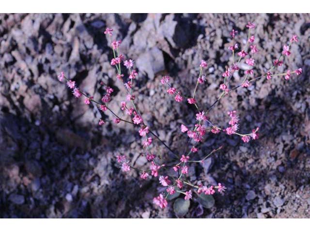 Eriogonum luteolum var. pedunculatum (Goldencarpet buckwheat) #52959