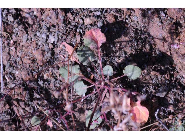 Eriogonum luteolum var. pedunculatum (Goldencarpet buckwheat) #52970