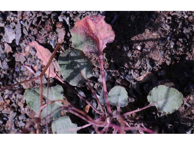 Eriogonum luteolum var. pedunculatum (Goldencarpet buckwheat) #52971