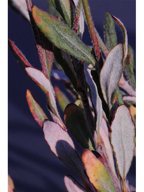 Eriogonum microthecum var. ambiguum (Slender buckwheat) #52989