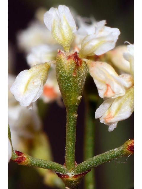 Eriogonum microthecum var. laxiflorum (Slender buckwheat) #53018