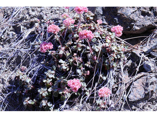 Eriogonum nervulosum (Snow mountain buckwheat) #53324