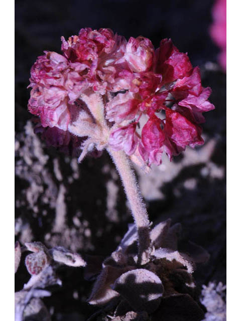 Eriogonum nervulosum (Snow mountain buckwheat) #53331