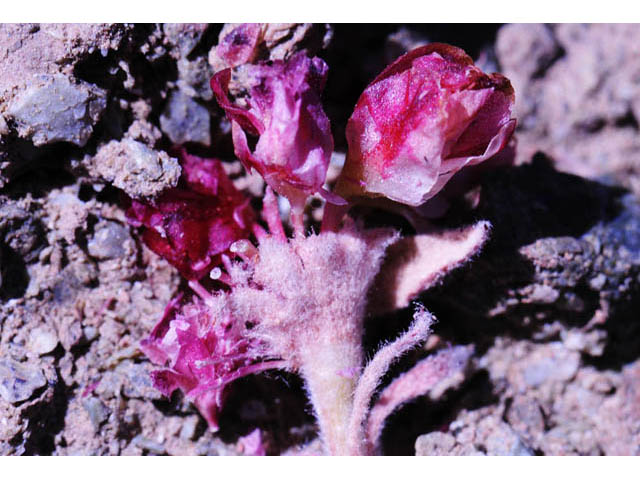 Eriogonum nervulosum (Snow mountain buckwheat) #53339