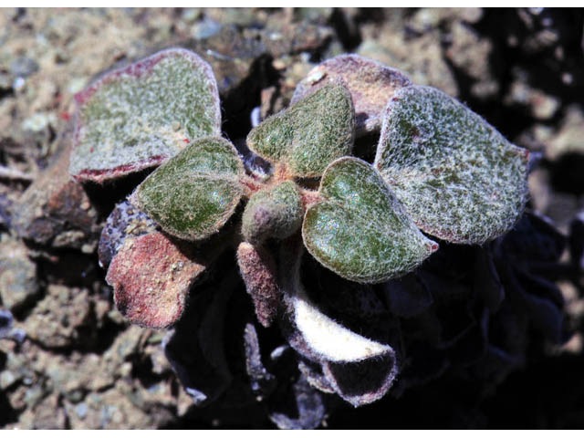 Eriogonum nervulosum (Snow mountain buckwheat) #53341