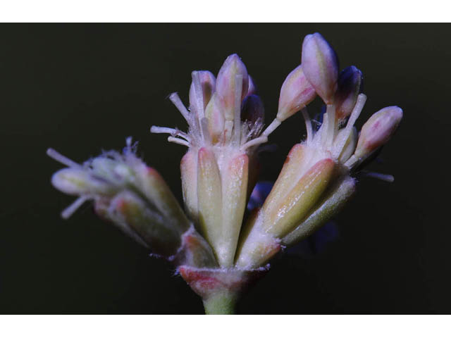 Eriogonum nudum var. auriculatum (Naked buckwheat) #53371