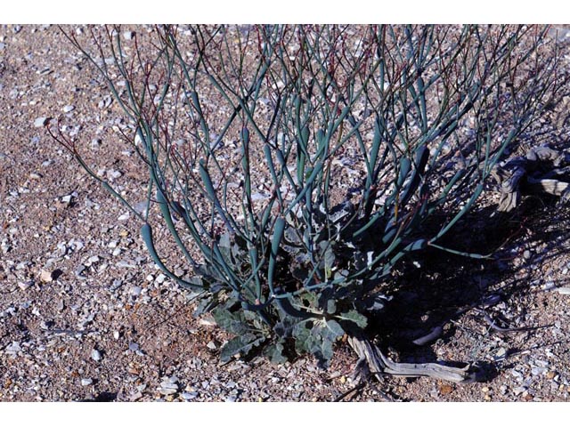 Eriogonum nudum var. indictum (Protruding buckwheat) #53383