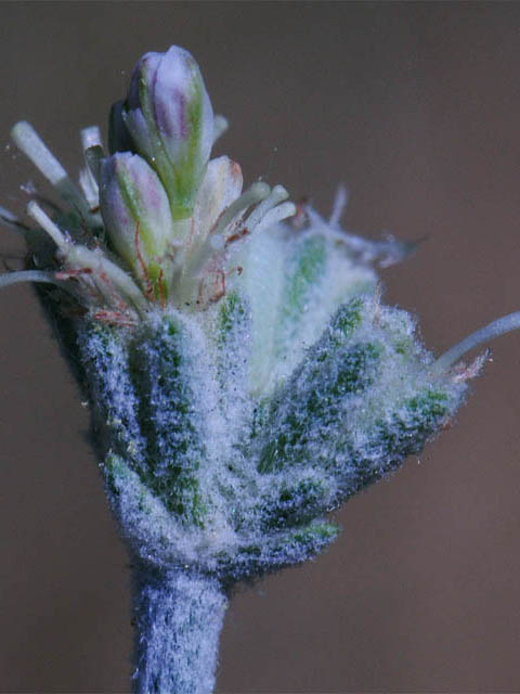 Eriogonum nudum var. oblongifolium (Naked buckwheat) #53402