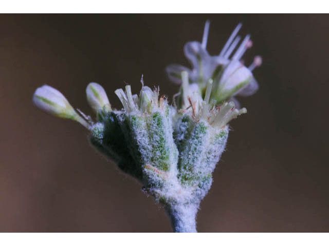 Eriogonum nudum var. oblongifolium (Naked buckwheat) #53403