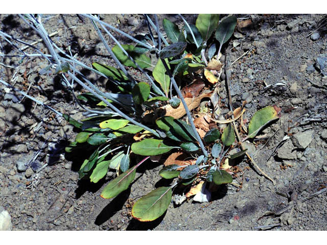 Eriogonum nudum var. oblongifolium (Naked buckwheat) #53404