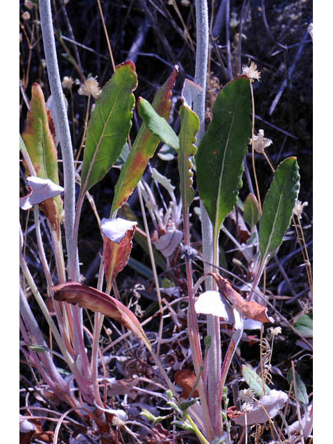 Eriogonum nudum var. oblongifolium (Naked buckwheat) #53408