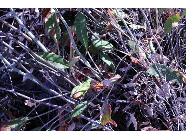 Eriogonum nudum var. oblongifolium (Naked buckwheat) #53409