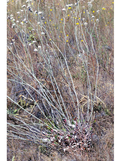 Eriogonum nudum var. oblongifolium (Naked buckwheat) #53413