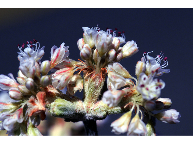 Eriogonum nudum var. oblongifolium (Naked buckwheat) #53421